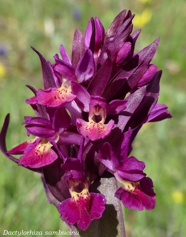 Monte Doro e Cima della Laghetta, le orchidee e i loro ambienti - luglio 2025.